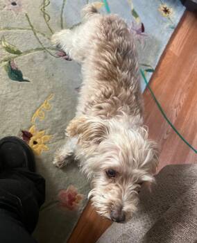 Scruffy -  Cairn Terrier Dog for Adoption in Tacoma, Washington - Scruffy | PetCurious