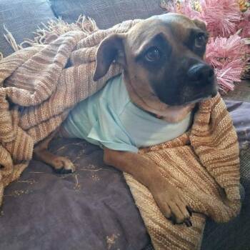 Pug Dogs Available for Adoption - Sorrel | PetCurious