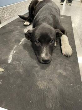 Mixed Breed Dogs Available for Adoption in Palmetto, Florida - BO PEEP | PetCurious