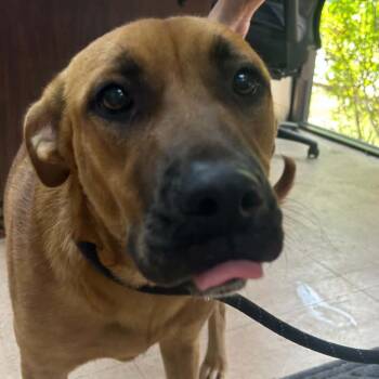 Rose -  Mixed Breed Dog for Adoption in Tyler, Texas - Rose | PetCurious