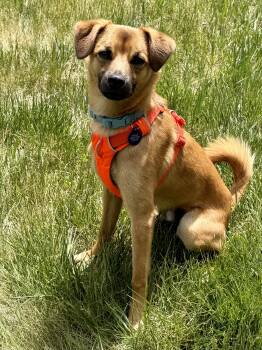 Mixed Breed Dogs Available for Adoption in Jackson, Wyoming - Pablo | PetCurious