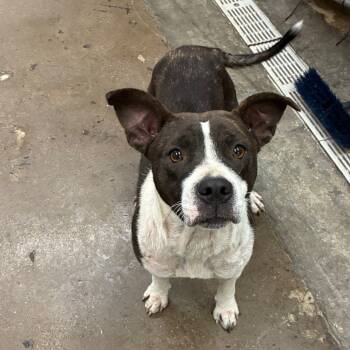 Rescue Mixed Breed Dogs for Adoption in Corbin, Kentucky - Fried Green Tomato | PetCurious