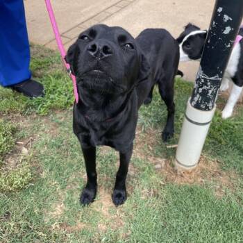 Labrador Retriever Dogs Available for Adoption in Greenville, South Carolina - Opal | PetCurious