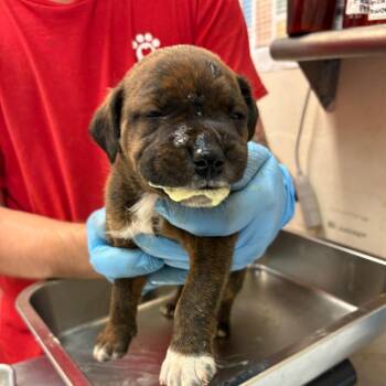 Theo -  Terrier and Mixed Breed Dog for Adoption in Birmingham, Alabama - Theo | PetCurious