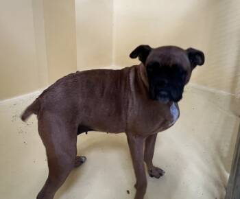 Rescue Boxer Dogs for Adoption in San Gabriel, California - Coco | PetCurious