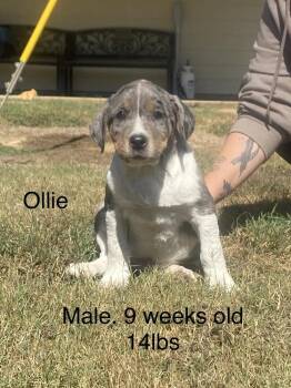 Ollie -  Boxer and Labrador Retriever Dog for Adoption in Norfolk, Massachusetts - Ollie | PetCurious