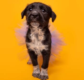 Beagle and Scottish Terrier Dogs Available for Adoption in Palo Alto, California - Picnic: Bocce | PetCurious