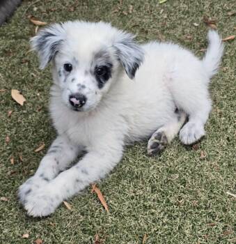 Yoshi -  Australian Shepherd and Australian Cattle Dog Blue Heeler Dog for Adoption in Apache Junction, Arizona - Yoshi | PetCurious