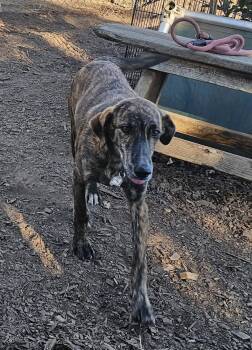 Rescue Plott Hound Dogs for Adoption in Ringwood, New Jersey - Remi | PetCurious