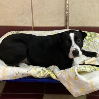 Rescue Australian Cattle Dog Blue Heeler and American Staffordshire Terrier Dogs for Adoption - Precious | PetCurious