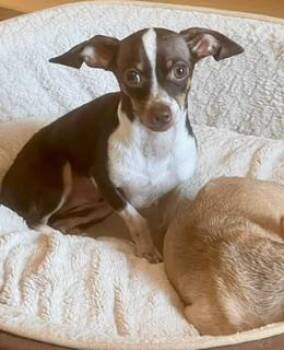 Chihuahua Dogs Available for Adoption in Tifton, Georgia - Pickles | PetCurious