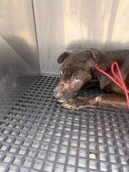 AMAY -  Mixed Breed Dog for Adoption in Dallas, Texas - AMAY | PetCurious