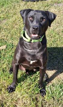 Tasty Waffles (has video) -  Black Labrador Retriever Dog for Adoption in Cuyahoga Falls, Ohio - Tasty Waffles (has Video) | PetCurious