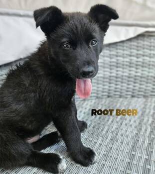 Rootbeer -  Black Labrador Retriever Dog for Adoption in Sandy Hook, Manitoba - Rootbeer | PetCurious