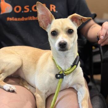 Nellie -  Chihuahua and Miniature Dachshund Dog for Adoption in Sparta, New Jersey - Nellie | PetCurious