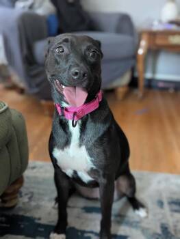 Paige -  Terrier Dog for Adoption - Paige | PetCurious