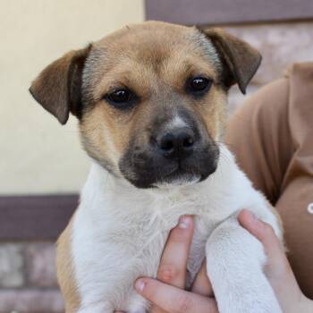 Georgina -  Shar Pei and Mixed Breed Dog for Adoption in Midland, Texas - Georgina | PetCurious