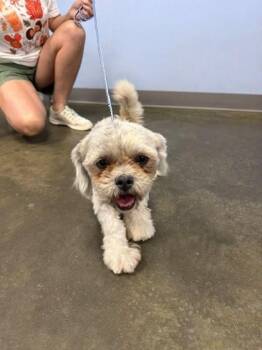 Lola -  Shih Tzu Dog for Adoption in Port Allen, Louisiana - Lola | PetCurious