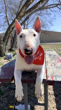 Bull Terrier Dogs Available for Adoption - Bonnie  | PetCurious