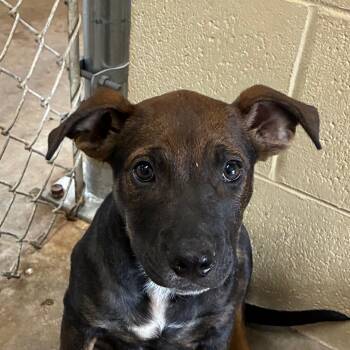 Pepper -  Hound Dog for Adoption in Bronson, Florida - Pepper | PetCurious