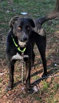 Rescue Border Collie and Retriever Dogs for Adoption in Nokomis, Florida - Cree | PetCurious