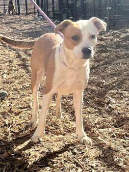 Buffy -  Boxer and Terrier Dog for Adoption in Severance, Colorado - Buffy | PetCurious