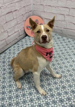 Mixed Breed Dogs Available for Adoption in Detroit, Michigan - Rain | PetCurious
