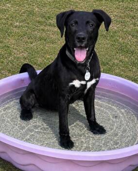 Cole -  Labrador Retriever Dog for Adoption in Valley Park, Oklahoma - Cole | PetCurious