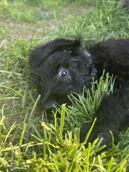 Kimber -  Poodle and Presa Canario Dog for Adoption in Brownstown, Indiana - Kimber | PetCurious