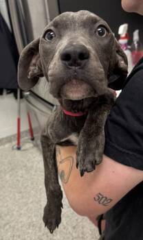 Stetson -  Pit Bull Terrier and Mixed Breed Dog for Adoption in Kansas City, Missouri - Stetson | PetCurious