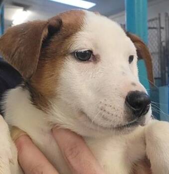 Rottweiler Dogs Available for Adoption in Flagstaff, Arizona - Freiza | PetCurious