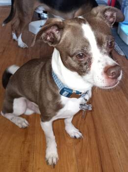 Rescue Pug and Chihuahua Dogs for Adoption in Brigham City, Utah - Snickers | PetCurious