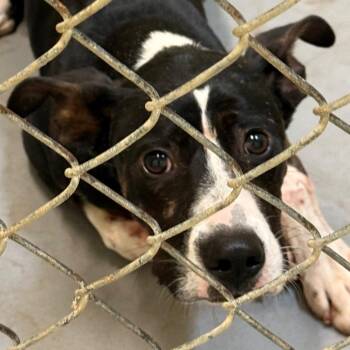 Mixed Breed Dogs Available for Adoption - 02/14/2026-stray-ManchesterExpressway-2 | PetCurious