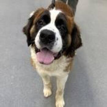 Saint Bernard Dogs Available for Adoption - Zeke | PetCurious