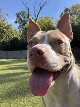 Rescue Pit Bull Terrier Dogs for Adoption in Indian Creek, Illinois - Posey | PetCurious