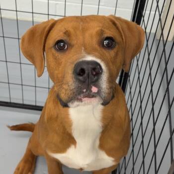 Black Mouth Cur and Mixed Breed Dogs Available for Adoption - Buzz | PetCurious
