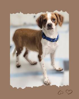 Rescue Dachshund Dogs for Adoption - Honey | PetCurious