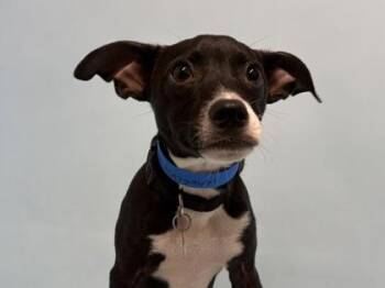 Club Sandwich -  Terrier and Mixed Breed Dog for Adoption in Minneapolis, Minnesota - Club Sandwich | PetCurious