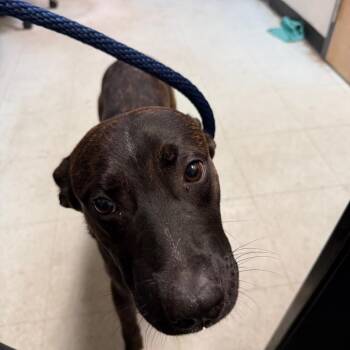 Pit Bull Terrier Dogs Available for Adoption in Philadelphia, Pennsylvania - Byson | PetCurious