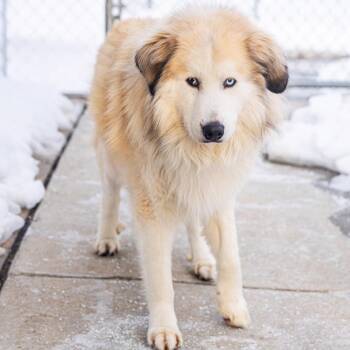 Great Pyrenees Dogs Available for Adoption - Sunny | PetCurious