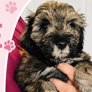 Rosie -  Schnauzer Dog for Adoption in San Diego, California - Rosie | PetCurious