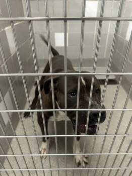 Pit Bull Terrier Dogs Available for Adoption - HELEN | PetCurious