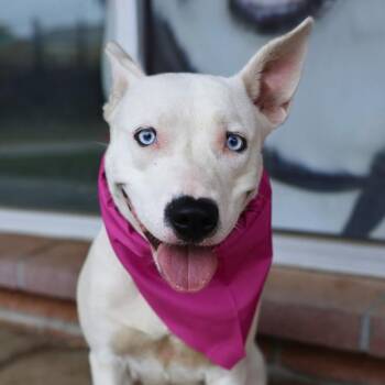 American Staffordshire Terrier Dogs Available for Adoption in San Antonio, Texas - VIC | PetCurious