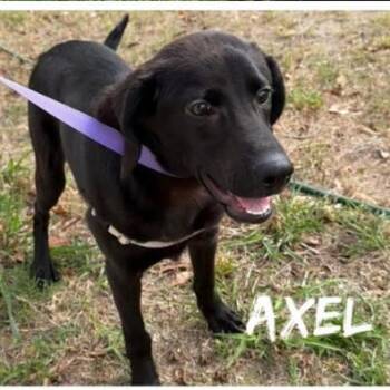 Labrador Retriever Dogs Available for Adoption in Rockville, Maryland - Axel | PetCurious