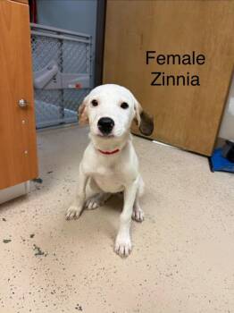 Zinnia -  Hound Dog for Adoption in West Union, Ohio - Zinnia | PetCurious