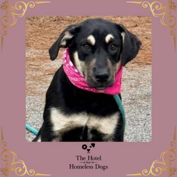 Shepherd and Terrier Dogs Available for Adoption in Cumberland, Rhode Island - Shorty | PetCurious