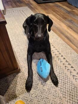 Doberman Pinscher Dogs Available for Adoption - Sugar | PetCurious