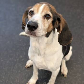 Rescue Mixed Breed and Beagle Dogs for Adoption in West Olive, Michigan - Jake | PetCurious