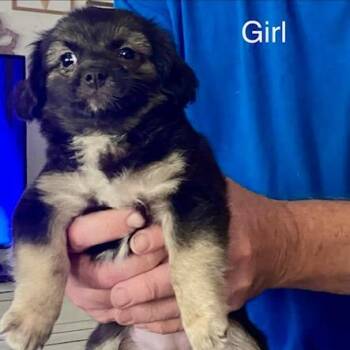 Nippet -  Pekingese and Chihuahua Dog for Adoption in Mooresville, Indiana - Nippet | PetCurious