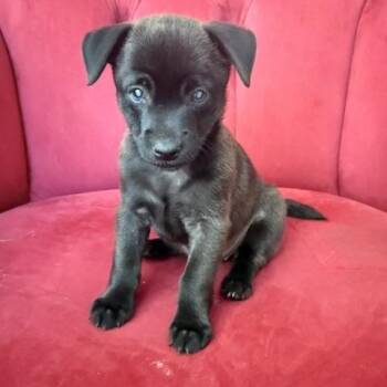 Backwoods Barbie -  Chihuahua Dog for Adoption in Santa Rosa, California - Backwoods Barbie | PetCurious